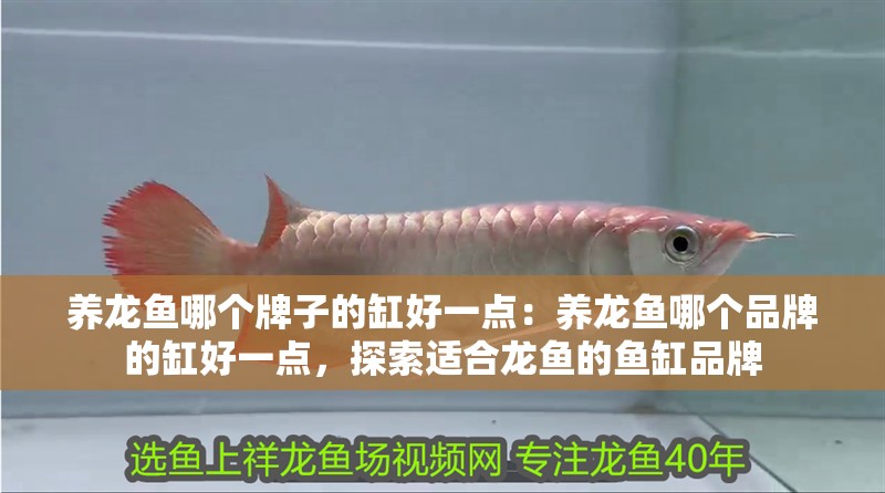 養龍魚哪個牌子的缸好一點：養龍魚哪個品牌的缸好一點，探索適合龍魚的魚缸品牌