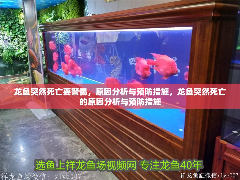 龍魚突然死亡要警惕，原因分析與預防措施，龍魚突然死亡的原因分析與預防措施