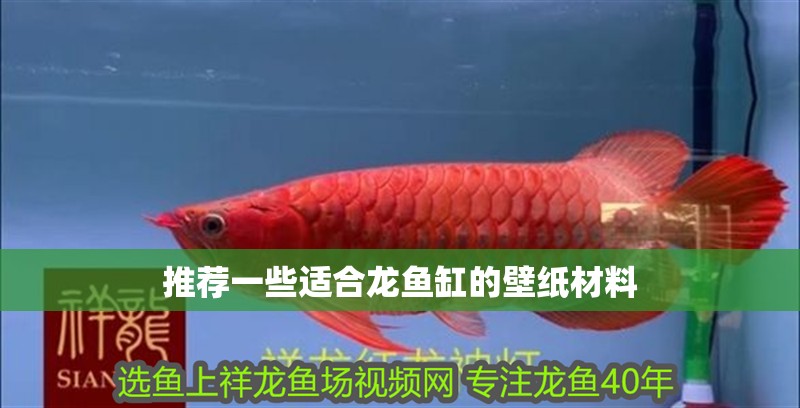 推薦一些適合龍魚缸的壁紙材料