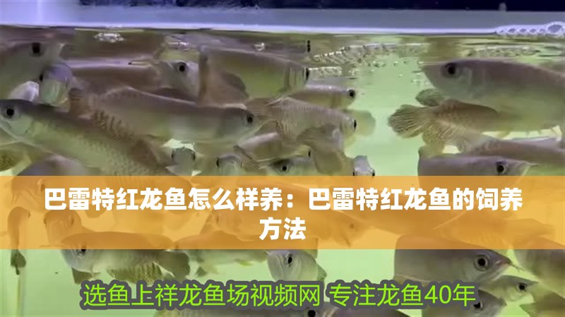 巴雷特紅龍魚怎么樣養：巴雷特紅龍魚的飼養方法