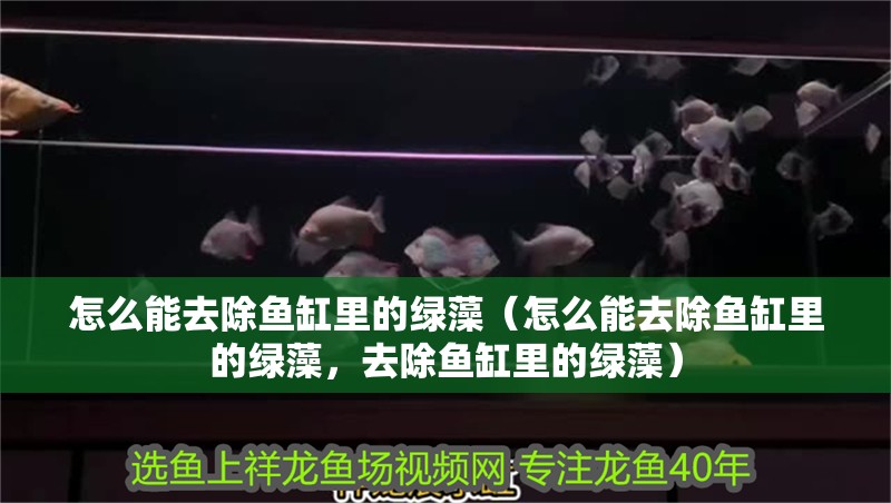 怎么能去除魚缸里的綠藻（怎么能去除魚缸里的綠藻，去除魚缸里的綠藻） 怎么能去除魚缸里的綠藻（怎么能去除魚缸里的綠藻，去除魚缸里的綠藻） 魚缸百科