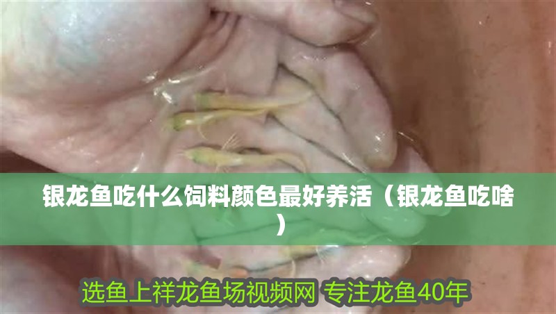銀龍魚吃什么飼料顏色最好養活（銀龍魚吃啥）