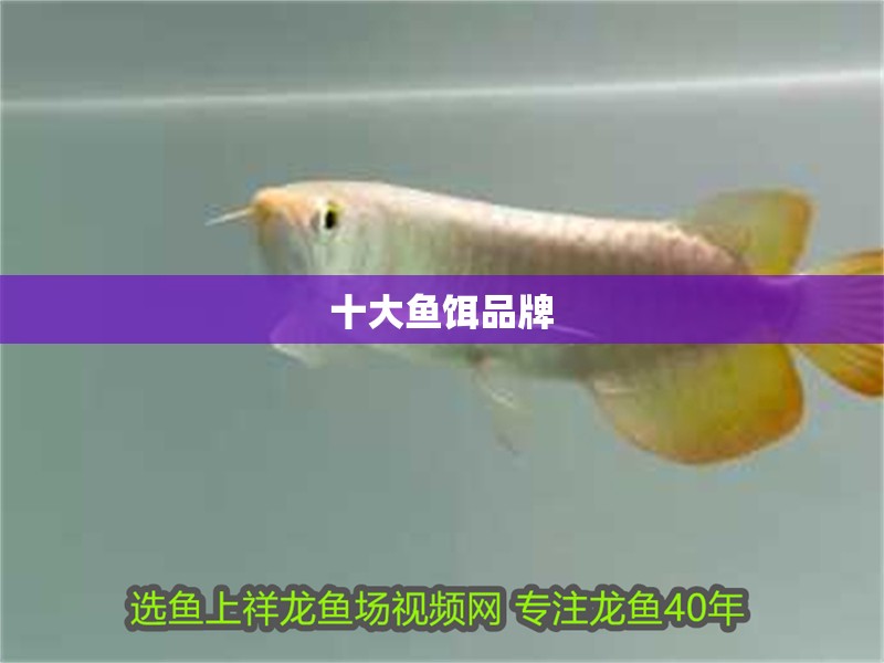 十大魚餌品牌