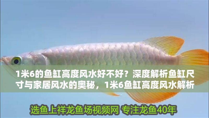 金龍魚活餌與干餌優(yōu)劣分析：金龍魚活餌與干餌的區(qū)別