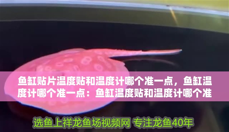 魚缸貼片溫度貼和溫度計哪個準一點，魚缸溫度計哪個準一點：魚缸溫度貼和溫度計哪個準一點