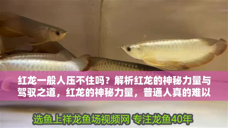 紅龍一般人壓不住嗎？解析紅龍的神秘力量與駕馭之道，紅龍的神秘力量，普通人真的難以駕馭嗎？