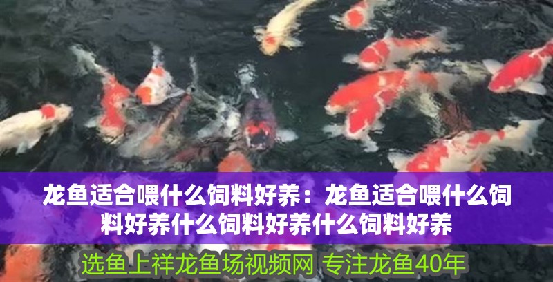 龍魚適合喂什么飼料好養：龍魚適合喂什么飼料好養什么飼料好養什么飼料好養