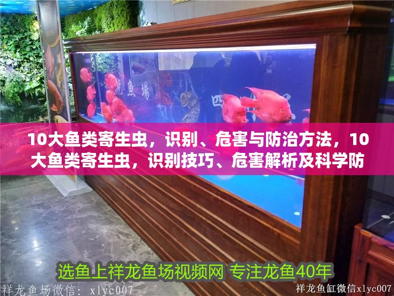 10大魚(yú)類寄生蟲(chóng)，識(shí)別、危害與防治方法，10大魚(yú)類寄生蟲(chóng)，識(shí)別技巧、危害解析及科學(xué)防治方法 10大魚(yú)類寄生蟲(chóng)，識(shí)別、危害與防治方法，10大魚(yú)類寄生蟲(chóng)，識(shí)別技巧、危害解析及科學(xué)防治方法 龍魚(yú)常見(jiàn)疾病 第1張