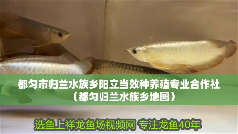 都勻市歸蘭水族鄉(xiāng)陽(yáng)立當(dāng)效種養(yǎng)殖專(zhuān)業(yè)合作社（都勻歸蘭水族鄉(xiāng)地圖）