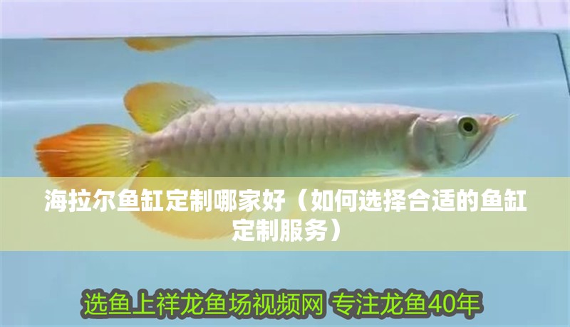 海拉爾魚(yú)缸定制哪家好（如何選擇合適的魚(yú)缸定制服務(wù)）