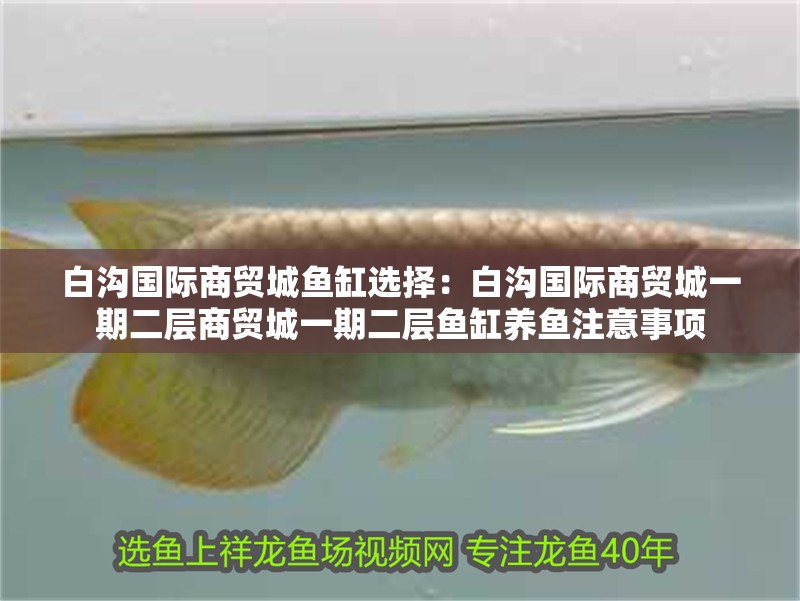 白溝國際商貿(mào)城魚缸選擇：白溝國際商貿(mào)城一期二層商貿(mào)城一期二層魚缸養(yǎng)魚注意事項(xiàng)