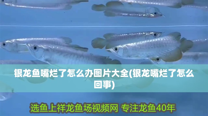 銀龍魚嘴爛了怎么辦圖片大全(銀龍嘴爛了怎么回事)