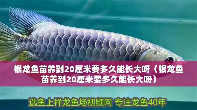 銀龍魚苗養到20厘米要多久能長大呀（銀龍魚苗養到20厘米要多久能長大呀）