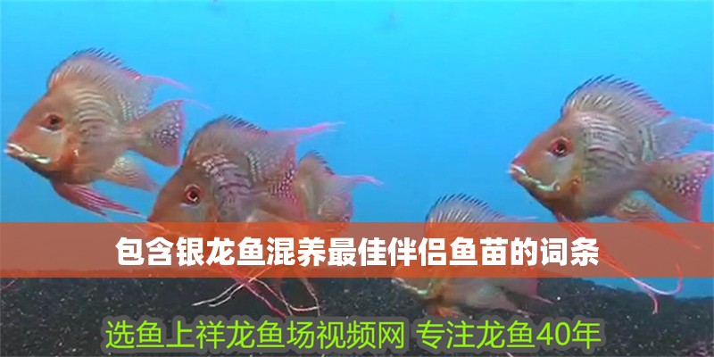 包含銀龍魚混養最佳伴侶魚苗的詞條