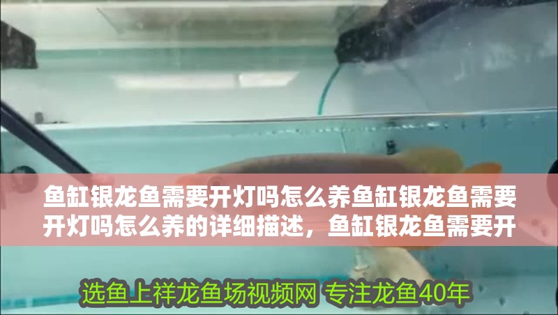 魚缸銀龍魚需要開燈嗎怎么養魚缸銀龍魚需要開燈嗎怎么養的詳細描述，魚缸銀龍魚需要開燈嗎 魚缸銀龍魚需要開燈嗎怎么養魚缸銀龍魚需要開燈嗎怎么養的詳細描述，魚缸銀龍魚需要開燈嗎 銀龍魚百科