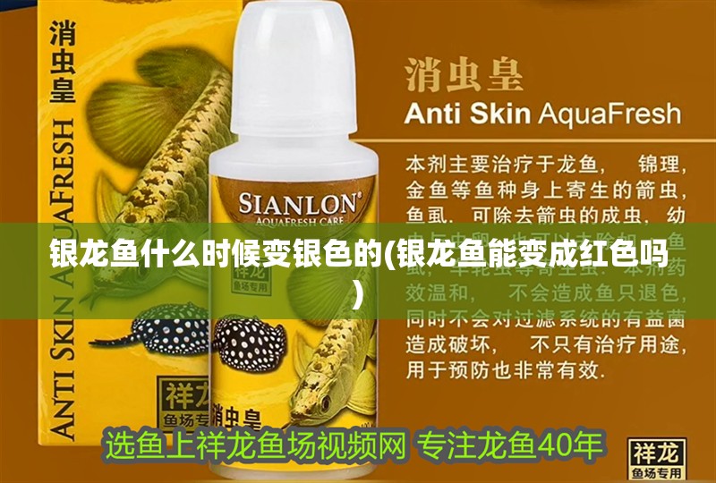 銀龍魚什么時候變銀色的(銀龍魚能變成紅色嗎)