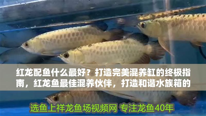 紅龍配魚什么最好？打造完美混養缸的終極指南，紅龍魚最佳混養伙伴，打造和諧水族箱的終極指南