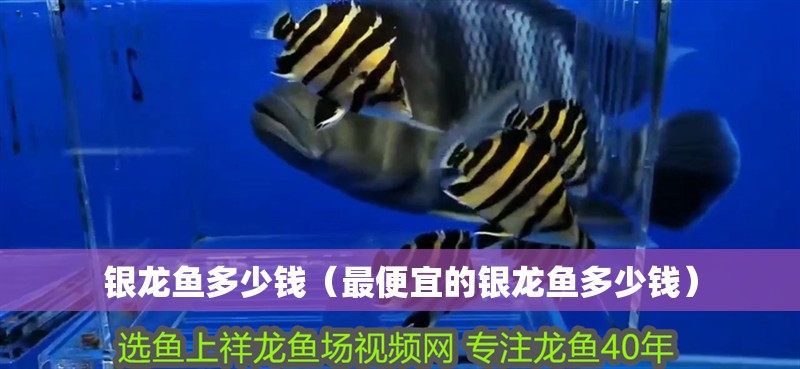 銀龍魚多少錢（最便宜的銀龍魚多少錢）