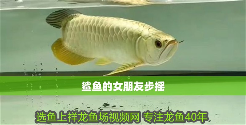 鯊魚的女朋友步搖