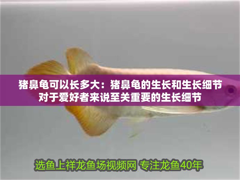 豬鼻龜可以長多大：豬鼻龜的生長和生長細節對于愛好者來說至關重要的生長細節