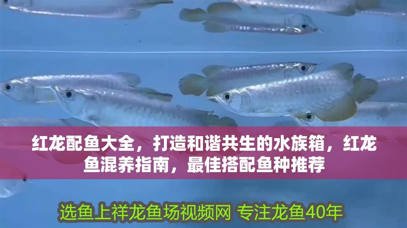 紅龍配魚大全,打造和諧共生的水族箱,紅龍魚混養指南,最佳搭配魚種推薦 龍魚百科 第1張 紅龍配魚大全,打造和諧共生的水族箱,紅龍魚混養指南,最佳搭配魚種推薦 紅龍配魚大全,打造和諧共生的水族箱,紅龍魚混養指南,最佳搭配魚種推薦 龍魚百科 第1張