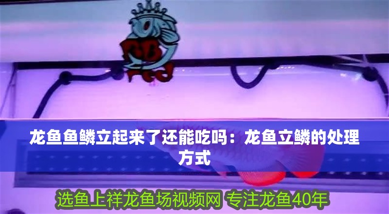 龍魚魚鱗立起來(lái)了還能吃嗎：龍魚立鱗的處理方式