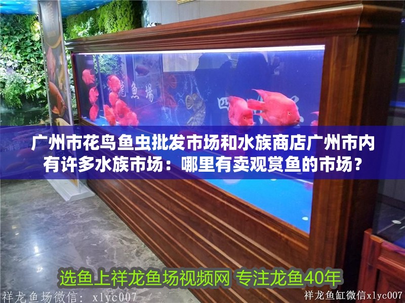 廣州市花鳥魚蟲批發(fā)市場和水族商店廣州市內(nèi)有許多水族市場：哪里有賣觀賞魚的市場？