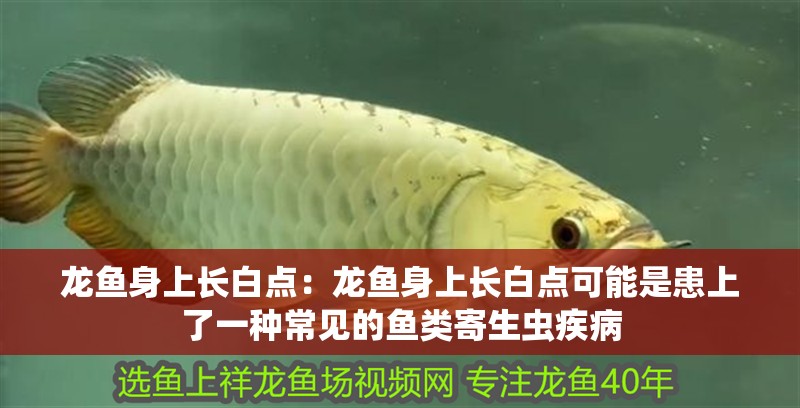 龍魚身上長白點(diǎn)：龍魚身上長白點(diǎn)可能是患上了一種常見的魚類寄生蟲疾病