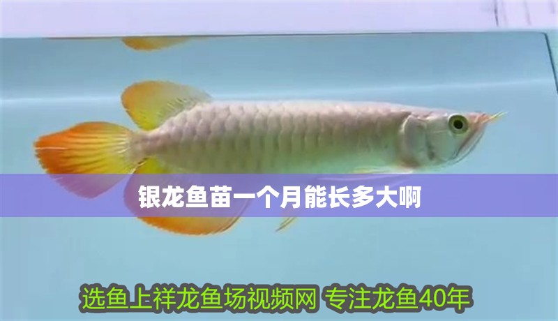 銀龍魚苗一個月能長多大啊