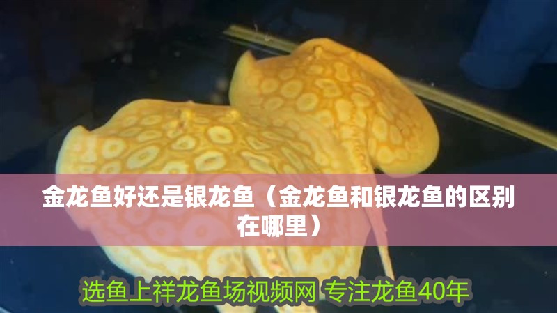 金龍魚好還是銀龍魚（金龍魚和銀龍魚的區別在哪里）
