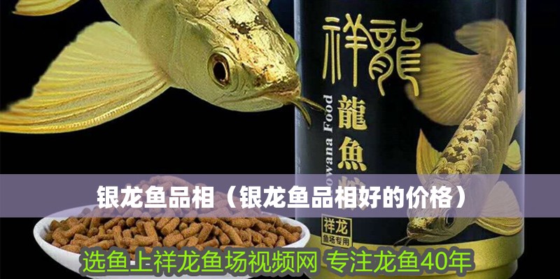 銀龍魚品相（銀龍魚品相好的價格）
