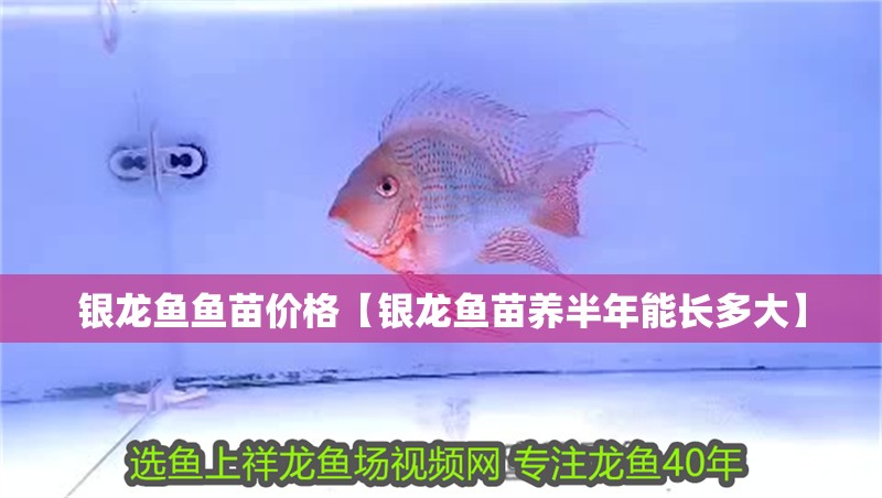 銀龍魚魚苗價格【銀龍魚苗養半年能長多大】