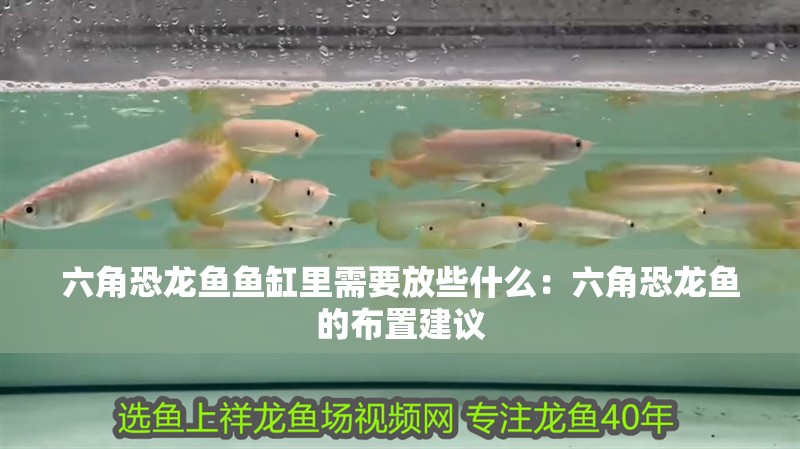 六角恐龍魚魚缸里需要放些什么：六角恐龍魚的布置建議