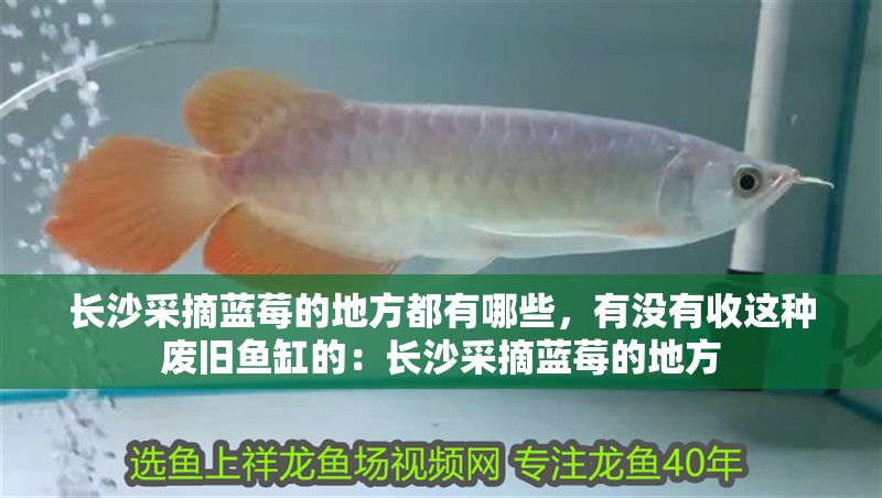 長沙采摘藍莓的地方都有哪些，有沒有收這種廢舊魚缸的：長沙采摘藍莓的地方
