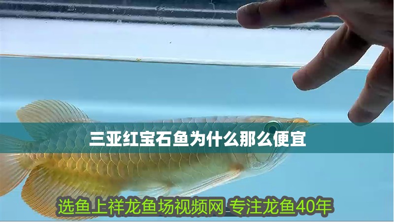 三亞紅寶石魚為什么那么便宜