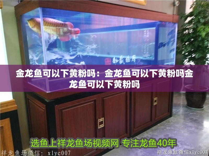 金龍魚可以下黃粉嗎：金龍魚可以下黃粉嗎金龍魚可以下黃粉嗎