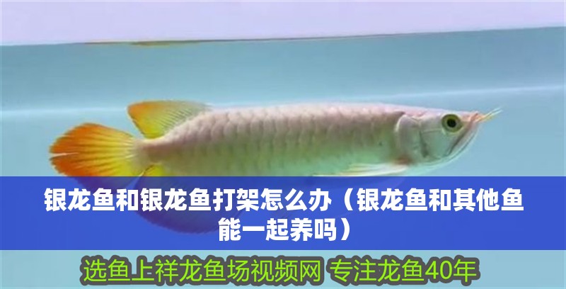 銀龍魚和銀龍魚打架怎么辦（銀龍魚和其他魚能一起養(yǎng)嗎）