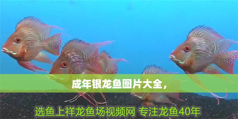 成年銀龍魚圖片大全，