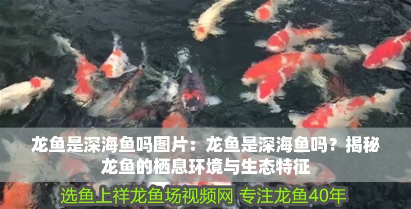 龍魚是深海魚嗎圖片：龍魚是深海魚嗎？揭秘龍魚的棲息環境與生態特征