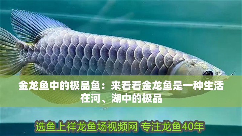 金龍魚中的極品魚：來看看金龍魚是一種生活在河、湖中的極品