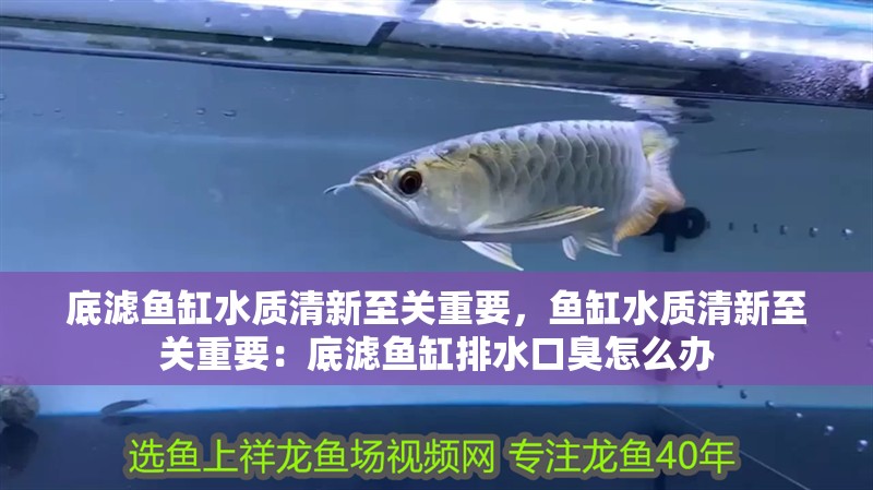 底濾魚缸水質清新至關重要，魚缸水質清新至關重要：底濾魚缸排水口臭怎么辦
