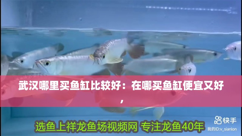 武漢哪里買魚缸比較好：在哪買魚缸便宜又好，