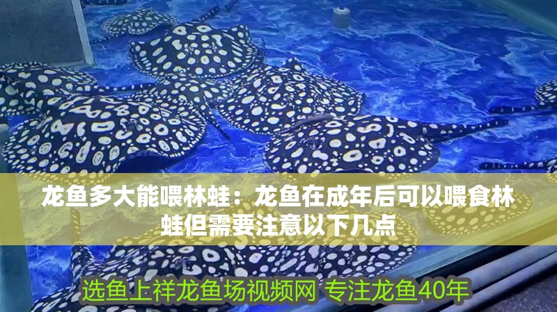 龍魚多大能喂林蛙：龍魚在成年后可以喂食林蛙但需要注意以下幾點(diǎn)