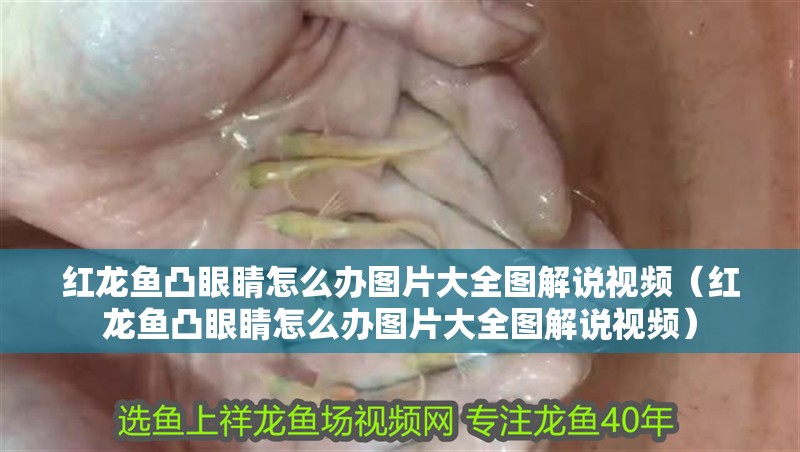 紅龍魚凸眼睛怎么辦圖片大全圖解說視頻（紅龍魚凸眼睛怎么辦圖片大全圖解說視頻）