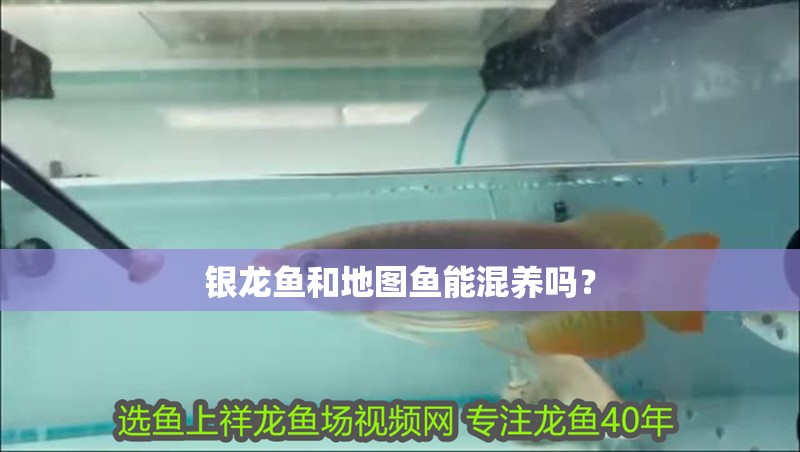 銀龍魚和地圖魚能混養嗎？