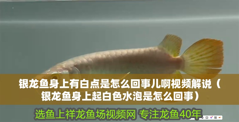 銀龍魚身上有白點(diǎn)是怎么回事兒啊視頻解說（銀龍魚身上起白色水泡是怎么回事）