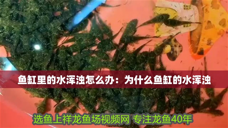 魚缸里的水渾濁怎么辦：為什么魚缸的水渾濁
