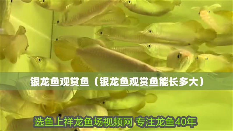 什么魚能和龍魚、虎魚混養(龍魚能和虎魚混養嗎) 銀龍魚觀賞魚(銀龍魚觀賞魚能長多大) 銀龍魚百科 銀龍魚觀賞魚(銀龍魚觀賞魚能長多大) 銀龍魚觀賞魚(銀龍魚觀賞魚能長多大) 銀龍魚百科