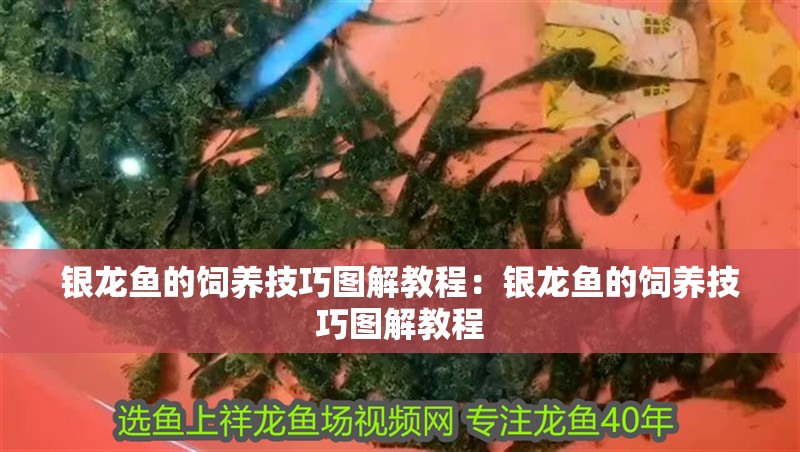 銀龍魚的飼養技巧圖解教程：銀龍魚的飼養技巧圖解教程