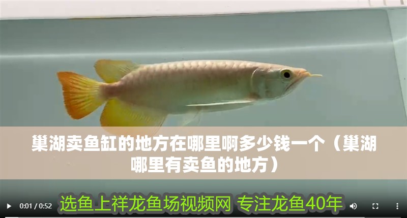 巢湖賣魚缸的地方在哪里啊多少錢一個(gè)（巢湖哪里有賣魚的地方）